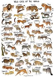 wild cat posters wild cat charts wild cat family