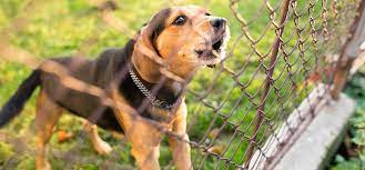 Electric fence for dogs, low prices & 24/7 live expert advice, shop now! Can Dogs Hear An Electric Fence Wag