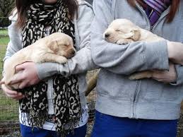 Join millions of people using oodle to find puppies for adoption, dog and puppy listings, and other pets adoption. Golden Retriever Puppies For Sale In Chilliwack British Columbia Nice Pets Online