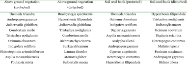 Image result for Bulbostylis macra