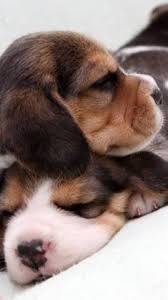 Find a beagle puppies on gumtree, the #1 site for dogs & puppies for sale classifieds ads in the uk. 10 Beagles Ideas Beagle Puppy Beagle Cute Beagles