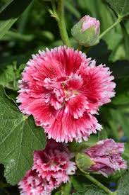 Image result for Alcea rosea