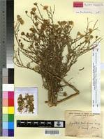 Image result for Pegolettia senegalensis