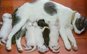 How can you tell if your cat is pregnant, pregnant cat calling as if in heat, pregnant cats, how to tell if a cat is pregnant or has worms, pregnant cat behavior aggressive, cat pregnancy stages physical changes, pregnant cat brown discharge, how long does it take for a cat to give birth between kittens Pregnancy And Parturition In Cats Vca Animal Hospital