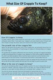 Evidence that the lake has a history of producing large (>12 inch) or older (> 5 years old) crappies. What Size Of Crappie To Keep The Size Of Crappie To Keep Or Let Go Should Depend On The Size Of The River Or Lake Crappie Crappie Fishing Tips Crappie Fishing