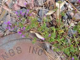 Image result for Lamiaceae