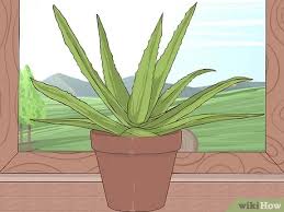 Aloe vera has many different applications. How To Grow And Use Aloe Vera For Medicinal Purposes 11 Steps