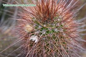 Image result for Oxyanthus strigosus