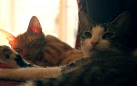 We talk with experts to get senior pet vaccine recommendations for you. Feline Distemper