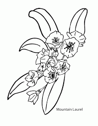See more ideas about laurel and hardy, short subject, stan laurel. Mountain Laurel Colouring Pages Coloring Home