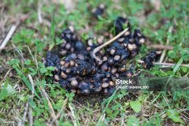 Image result for marten poop