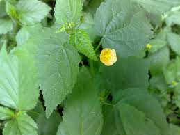 Image result for Sida ovata