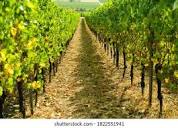 Profile Picture of Old Winyards - Tolkien Gatewayon Google