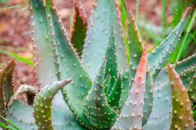 Image result for Aloe aculeata × excelsa