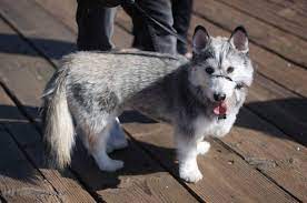 Top 25 Corgi Hybrids Corgi Husky Mix Dog Crossbreeds Corgi Cross Breeds