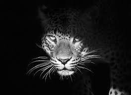 Black And White Photos Of Animals In Shadows Out From The Shadows Big Cats Photography Animals Black And White Cat Photography