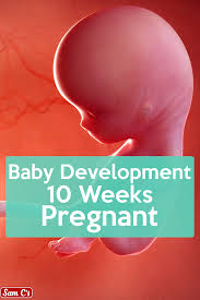 Pin On Fetal Development Week By Week