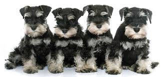 Miniature schnauzers are excellent family pets and children's. Miniature Schnauzer Growth Chart Miniature Schnauzer Full Grown