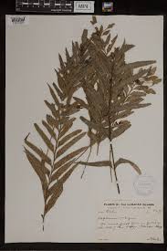 Image result for Asplenium buettneri