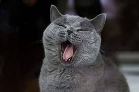 A hairball shouldn't be smelling like that. Managing Your Cat S Bad Breath Causes And Remedies Hill S Pet