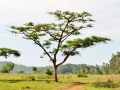 Image result for Acacia sieberiana
