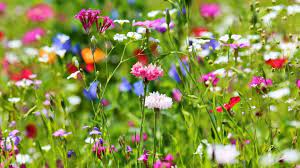Jump to navigation jump to search. Rosen Tulpen Nelken Sag Mir Wo Die Blumen Sind