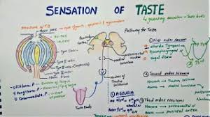 Image result for Taste Sensation