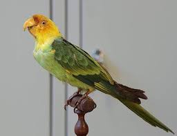 But experts say that parrot species that are cared for in captivity are likely to live longer than their wild counterparts. Yellow Chevroned Parakeet Life Expectancy