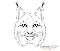 Draw this circle between the horizontal construction line and the bottom edge of the head. How To Draw A Lynx Face Head Step By Step Easydrawingtips Geometric Art Animal Drawings Animal Drawings Sketches