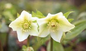 Locate the area of your flower garden or yard where you want to plant your hellebores. Alan Titchmarsh On Growing Hellebores Express Co Uk