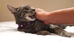 Image result for Cat Bite
