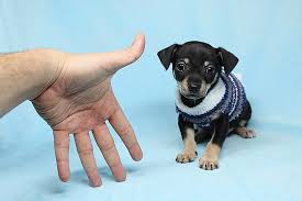 Check spelling or type a new query. Pennysaver Teacup Chihuahua Puppies Available Now In Los Angeles California Usa