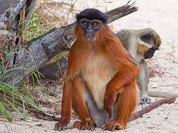 Flickriver Mrs Gadget S Most Interesting Photos Animals Wild Primates Farm Animals