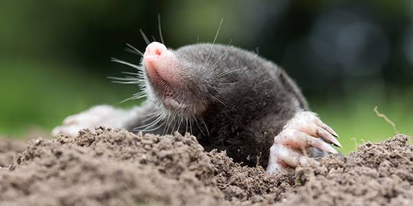 Moles | National Wildlife Federation