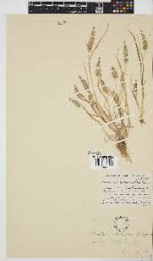 Image result for Megaloprotachne albescens