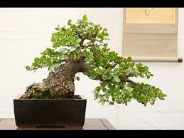 5 out of 5 stars. Oak Bonsai Tree Youtube