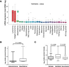 Unusual for mesothelioma, the cells were not rapidly dividing. Cd30 Is A Potential Therapeutic Target In Malignant Mesothelioma Molecular Cancer Therapeutics