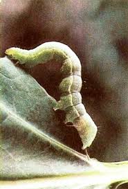Cabbage worms commonly attack cabbage, kale, broccoli, cauliflower, and other vegetable plants in the cabbage family. Identify And Get Rid Of Cabbage Loopers Organic Gardening Mother Earth News