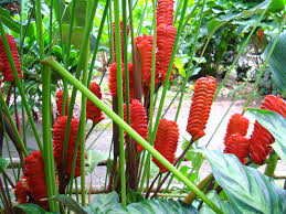 Photographs of tropical and subtropical flowering plants with descriptions of the families, genera, species, greatly increasing the reference value of this book. Malaysia Shrubs Wellgrow Horti Trading Tropical Plants Plants Tropical Flowers