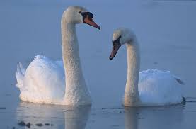 The swans' closest relatives include the geese and ducks. Swan Wikipedia