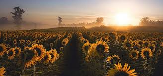 Girassol Campo Sky Planta Background Sunflower Fields Plant Background Meadow Flowers