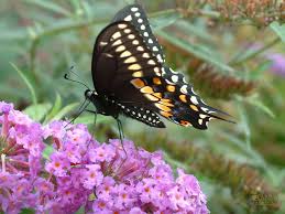 Lilacs have greater cold hardiness than butterfly bushes. Sacramento Landscaping Decidous Shrub Recommendations Sacramento Landscape