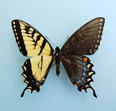 Spectacular Genetic Anomaly Results In Butterflies With Male And Female Wings Butterfly Insects Beautiful Butterflies