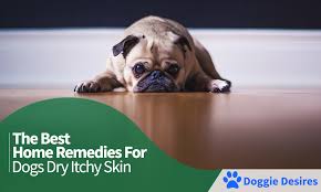 Scratching may give you some relief but constant scratching can bruise the skin and may even lead to skin infections. Home Remedies For Dogs Dry Itchy Skin