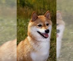 Shiba inus for sale in new hampshire shiba inus in new hampshire. Shiba Inu Breed Information And Pictures On Puppyfinder Com