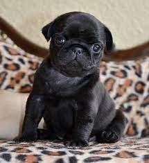 Black pug puppies for sale. I Didn T Choose The Pug Life The Pug Life Chose Me Lol Black Pug Puppies Pug Puppies Pug Puppies For Sale