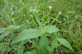 Image result for Spigelia anthelmia