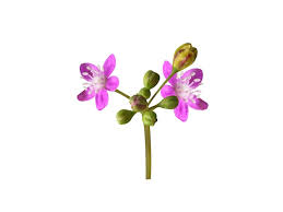 Image result for Gisekia