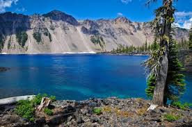 Image result for Craterostigma newtonii