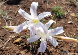 Image result for Crinum verdoorniae